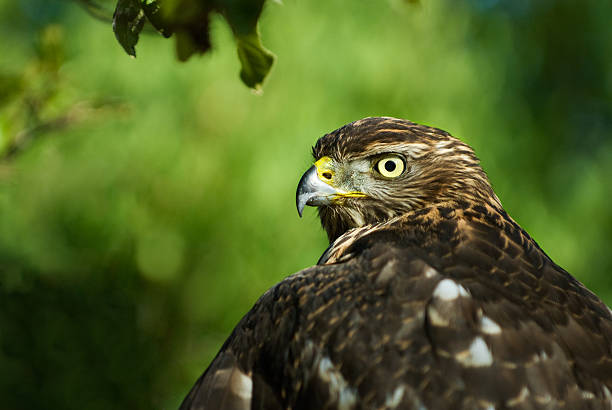 Tawny eagle stock photo