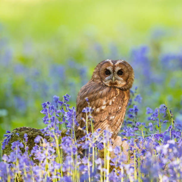 Tawny in Bluebells stock photo