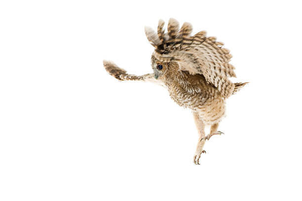 Tawny Owl stock photo