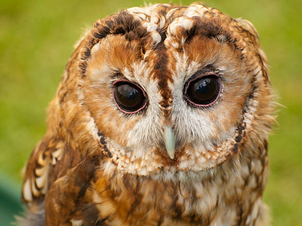 Tawny owl Strix aluco head and face close up stock photo