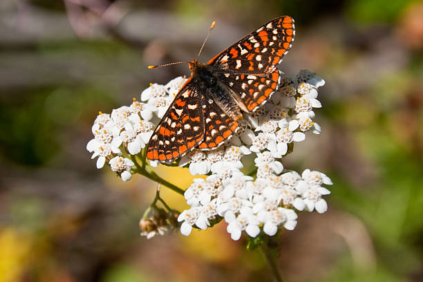 Taylor's Checkerspot Butterfly on a Yarrow Blossom Butterflies are some of the most colorful members of the insect family. They can often be photographed while resting and feeding on plants and wildflowers. This endangered Taylor's Checkerspot( Euphydryas editha taylori) was photographed on a Common Yarrow alongside the Iron Bear Trail in Wenatchee National Forest, Washington State, USA. jeff goulden wildflower stock pictures, royalty-free photos & images