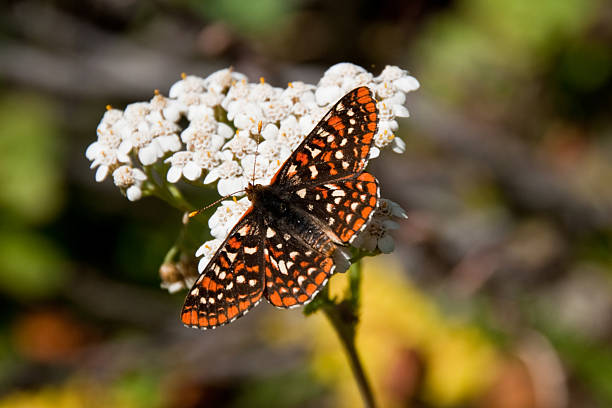 Taylor's Checkerspot Butterfly on a Yarrow Blossom Butterflies are some of the most colorful members of the insect family. They can often be photographed while resting and feeding on plants and wildflowers. This endangered Taylor's Checkerspot( Euphydryas editha taylori) was photographed on a Common Yarrow alongside the Iron Bear Trail in Wenatchee National Forest, Washington State, USA. jeff goulden butterfly stock pictures, royalty-free photos & images