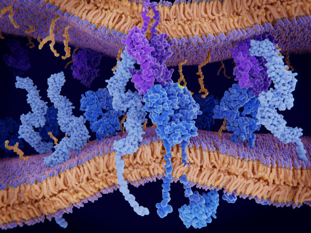 T-cell receptor in complex with the MHC class II-peptide complex. The antigen (light green) is a peptide from a tumor cell, bacteria or virus. Dendritic cells present antigens to lymphocytes through their membran bound MHC-molecules (violet). CD4 molecule T-cell receptor in complex with the MHC class II-peptide complex. The antigen (light green) is a peptide from a tumor cell, bacteria or virus. Dendritic cells present antigens to lymphocytes through their membran bound MHC-molecules (violet). CD4 molecules (light blue) bind to other portions of the MHC, strengthening the interaction. After binding to the MHC-antigen complex, The T-cell receptor (blue) sends a signal cascade through an attached G-protein into the T-lymphocyte cell, that activates an immune response. receptor stock pictures, royalty-free photos & images
