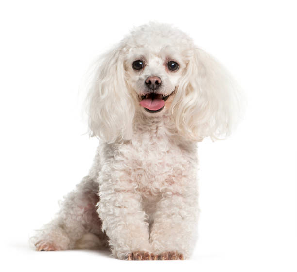 Tea cup Poodle sitting in front of white background Tea cup Poodle sitting in front of white background poodle stock pictures, royalty-free photos & images
