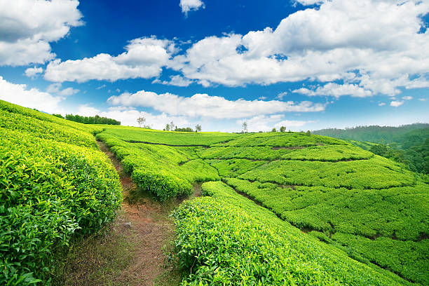 Tea fields in Nuwara Eliya, Sri Lanka stock photo