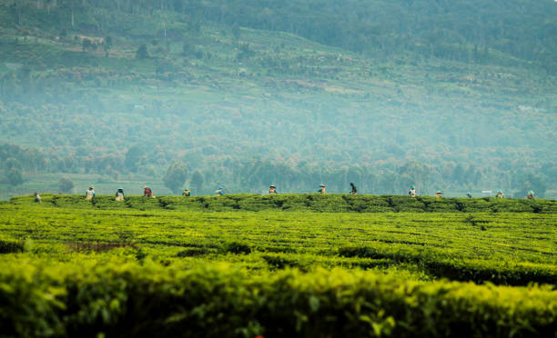Tea pickers at Kayu Aro, Mount Kerinci stock photo
