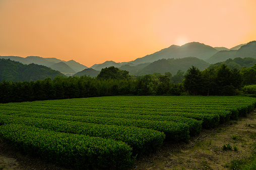 Lust green tea fields in front of a mountain range during sunset