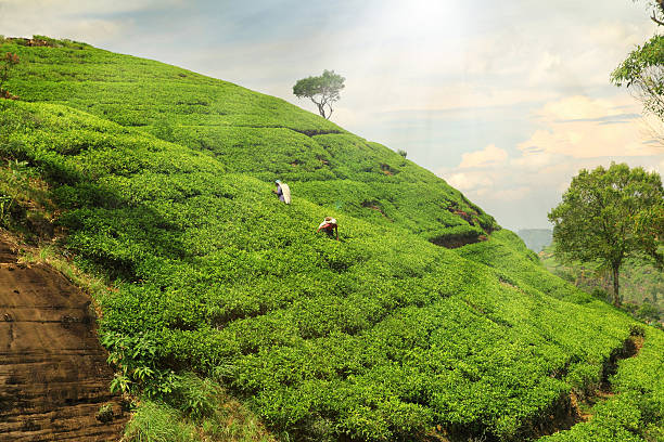 tea plantation hills stock photo