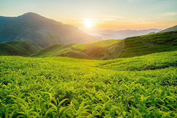 tea plantation in cameron highlands, malaysia - thee stockfoto's en -beelden