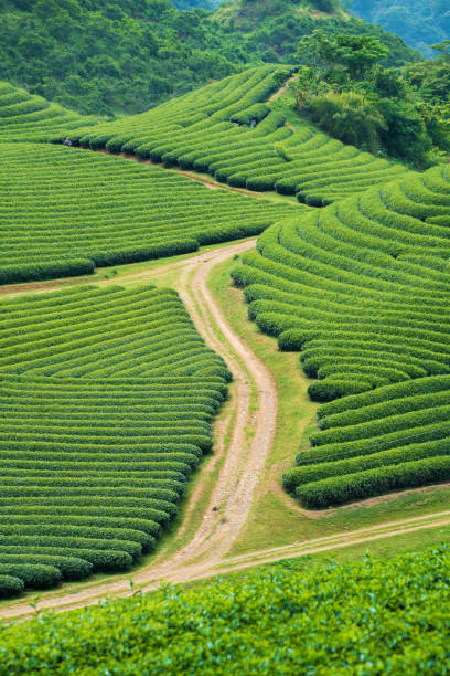 Tea Plantation in Moc Chau village, Vietnam stock photo