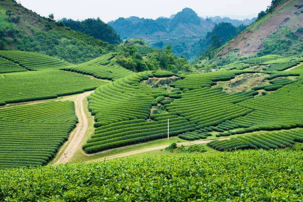 Tea Plantation in Moc Chau village, Vietnam stock photo