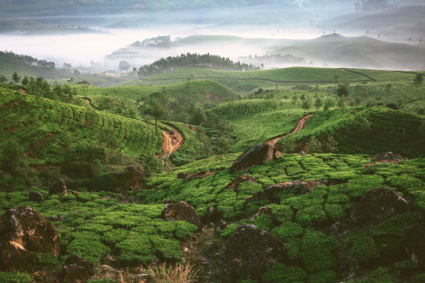 Tea plantation in Munnar, Kerala Tea plantation in Munnar, Kerala  in fog at dawn kerala stock pictures, royalty-free photos & images