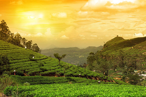 tea plantation landscape sunset stock photo