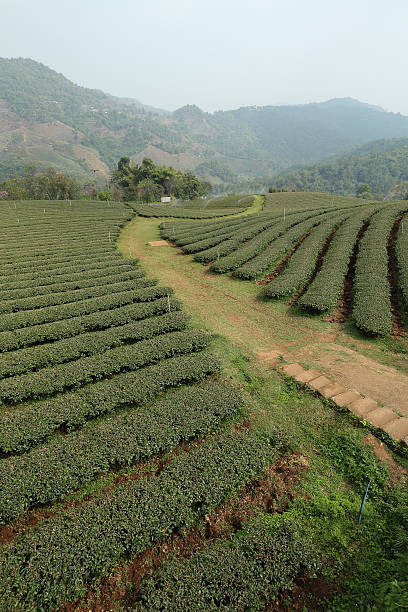Tea Plantation stock photo
