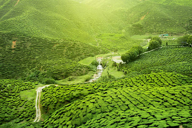 tea plantation stock photo