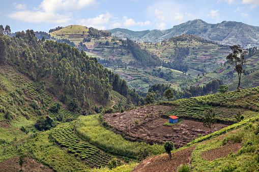 Tea plantation and agricultural terraces in Uganda, Africa