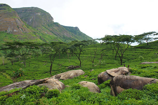 Tea plantations, Mozambique stock photo
