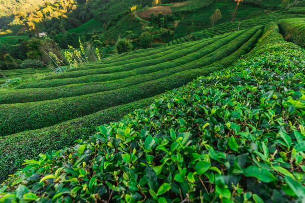 Tea plantations near Rize in Turkey editorial stock photo