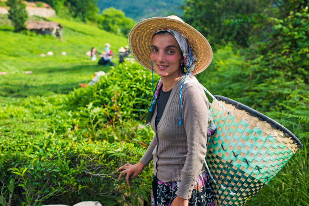 Tea Worker Woman in The Field. stock photo