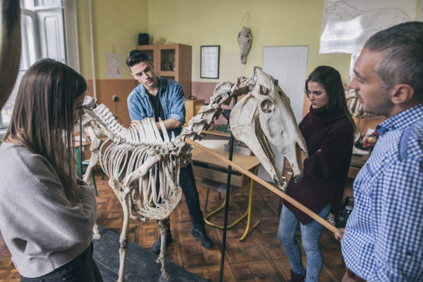 Teacher and group of students analyzing animal skeleton in the classroom. Three students and professor examining horse skeleton during biology lesson in the classroom. vet schools stock pictures, royalty-free photos & images