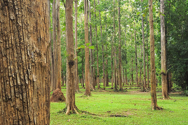 Teak tree forests stock photo