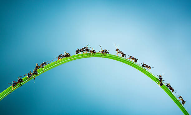 Team of ants. stock photo