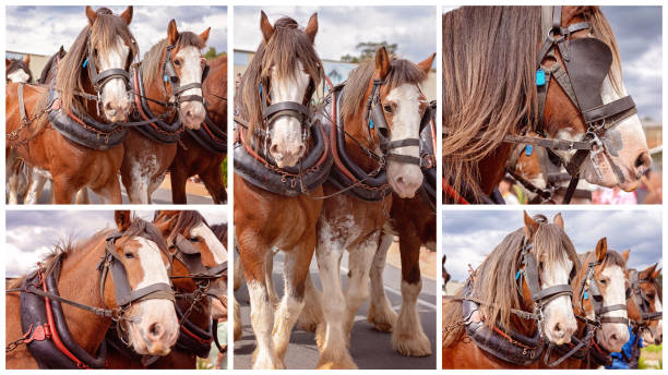 team av utkast hästar - horse working bildbanksfoton och bilder
