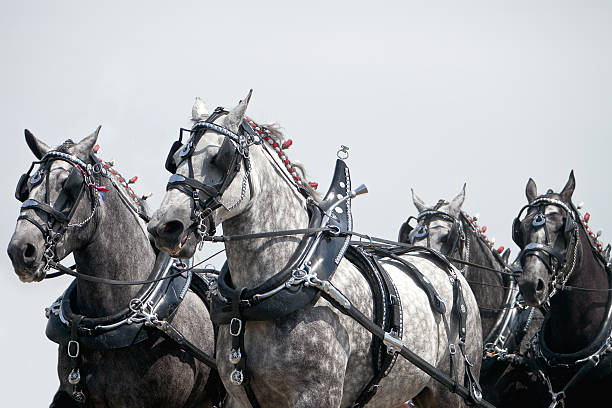 Team of Horses Running team of harnessed Percheron horses with copy space shire horse stock pictures, royalty-free photos & images