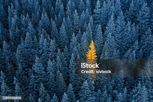 istock Teamwork vs individual. Concept for being special and extra outstanding. 1289034806