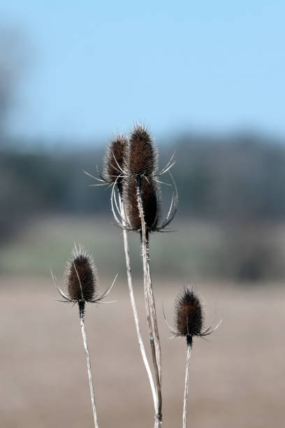 Teasels stock photo