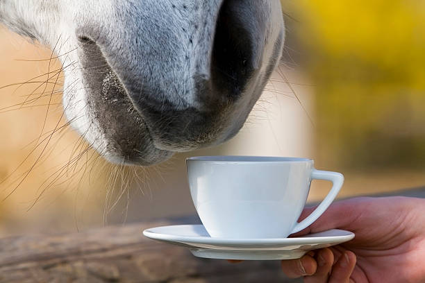 teatime - horse is smelling a cup of coffee stock photo