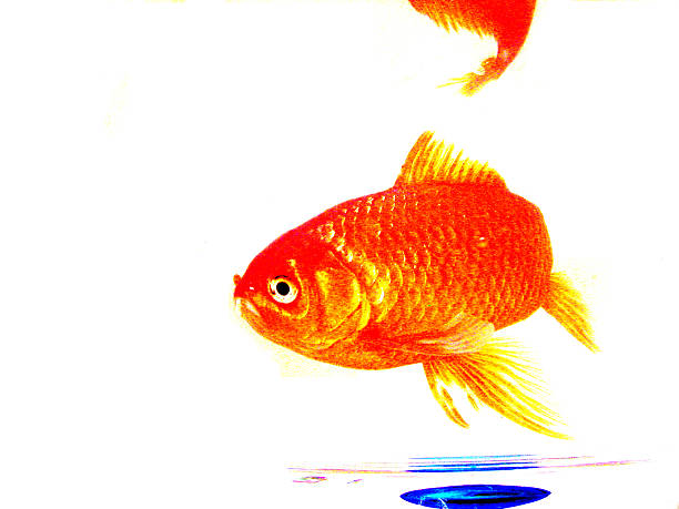 Techno Colour Goldfish stock photo