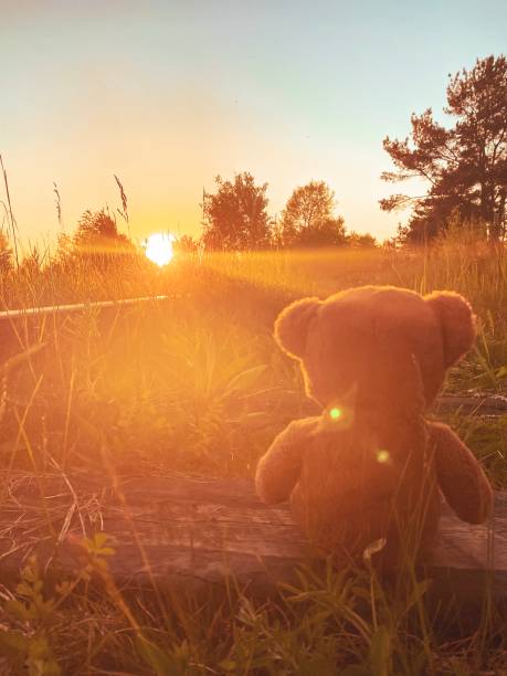 Teddy bear admiring sunset Plush teddy bear looking at bright orange sun going down, golden hour, time to dream, warm colors teddy ray stock pictures, royalty-free photos & images