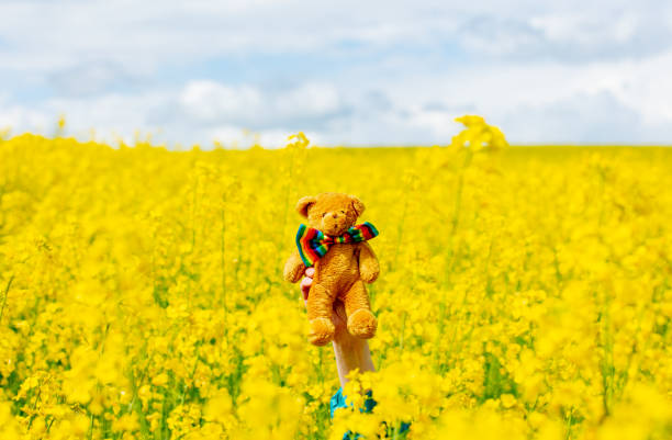 Teddy bear toy with rainbow bowtie in rapeseed field in spring stock photo