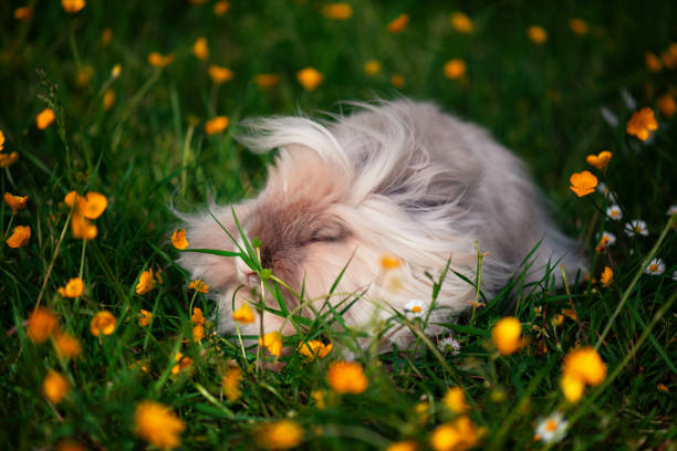 teddy rabbit with very long hair in a meadow with yellow flowers - dwarf rabbit bildbanksfoton och bilder