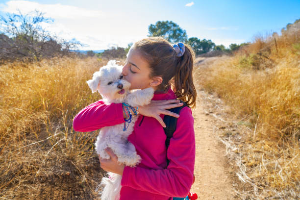 Teen girl hug Maltese dog maltichon in outdoor Teen girl hug kissing maltichon in outdoor mediterranean beautiful young brunette girl playing with her dog stock pictures, royalty-free photos & images