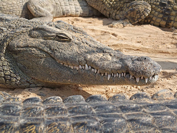 teenage crocodile with friends stock photo