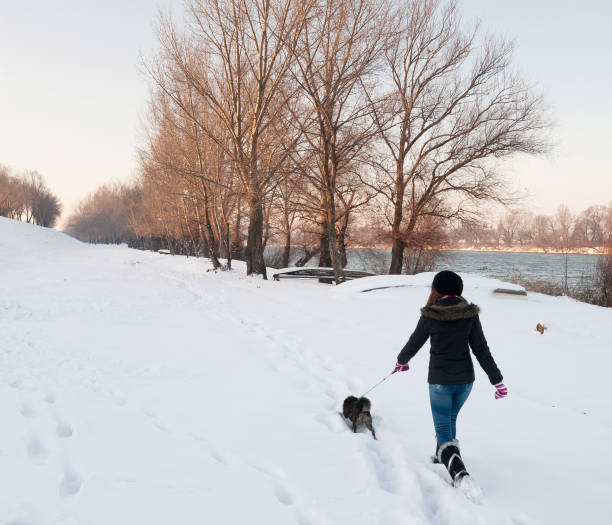 Teenage girl walking dog in winter snow Teenage girl walking her pet dog outdoors on a snowy winter day. early morning dog walk stock pictures, royalty-free photos & images