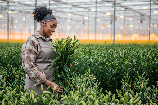 A beautiful mixed race teenage female farm worker going about her daily duties in a Lily Greenhouse in Holland
