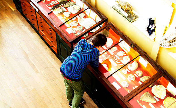 Teenager in a Museum A teenage boy peers into the display cabinet in a museum and looks at the exhibits. display cabinet stock pictures, royalty-free photos & images