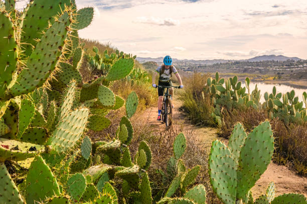 Teenager Riding Through Cactus Kid MTB, Lake Hodges, California lake hodges stock pictures, royalty-free photos & images