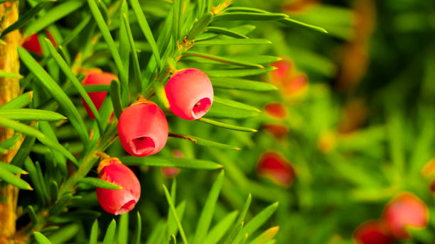 Tees, an evergreen plant, its berries have healing properties, are used in meadicine Tees, an evergreen plant, its berries have healing properties, are used in meadicine. yew lake stock pictures, royalty-free photos & images