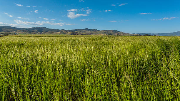 Teff field featuring the grass and the sky stock photo