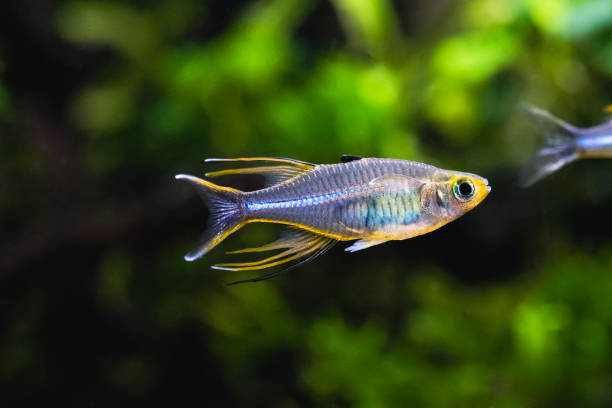 CELEBES RAINBOWFISH Telmaterina Ladigesi MAROSATHERINA LADIGESI Adult male of a CELEBES RAINBOWFISH / Telmaterina Ladigesi(MAROSATHERINA LADIGESI) rainbow fish stock pictures, royalty-free photos & images