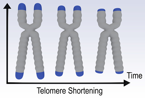 3D illustration of three stages of a chromosome, showing the shortening of a DNA telomere.