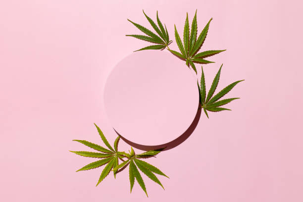 Template for beauty care with cannabis leaves on pink background. Alternative cosmetics medical concept stock photo