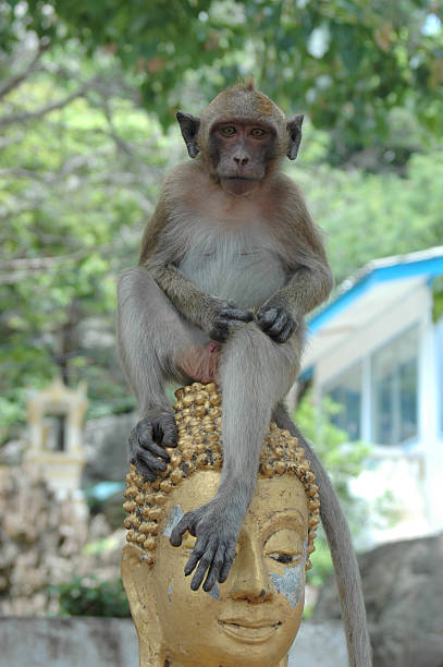 Temple monkey (macaque), Khao Takiab near Hua Hin, Thailand stock photo