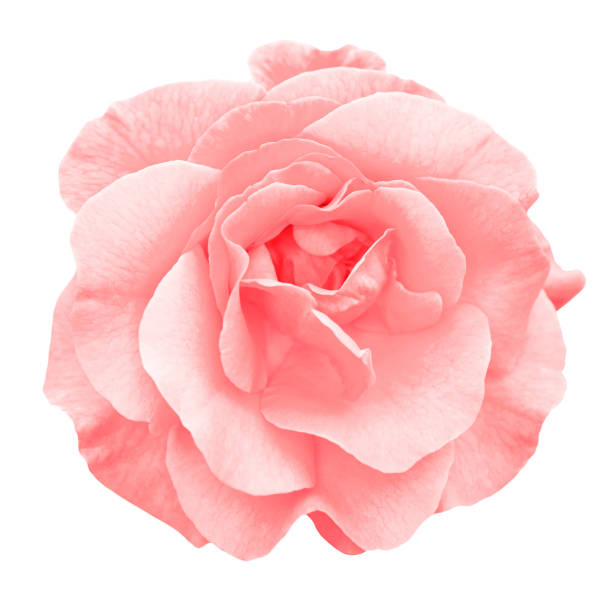 zarte rote rose blume makro isoliert auf weiss - rose stock-fotos und bilder