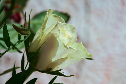 tender rose at home