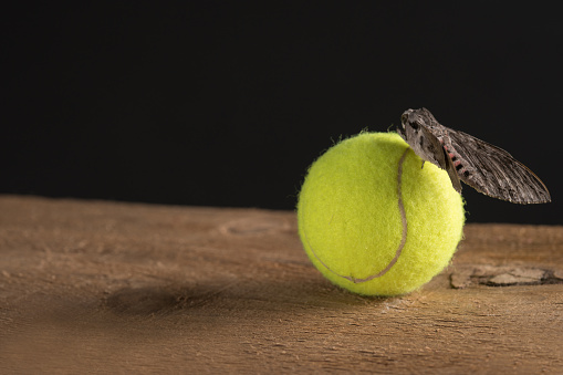 Tennis ball against black on the wood table